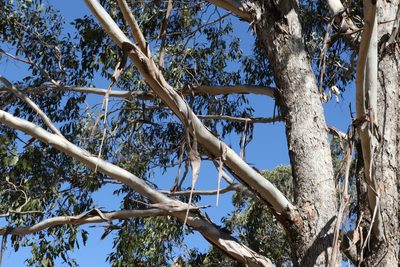 Eucalyptus melliodora, photographed by Greg Tasney
