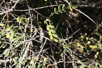 Indigofera brevidens, photographed by Greg Tasney