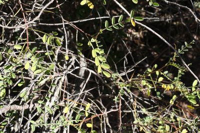 Indigofera brevidens, photographed by Greg Tasney