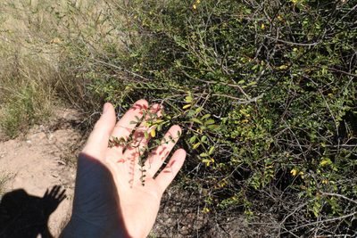 Indigofera brevidens, photographed by Greg Tasney