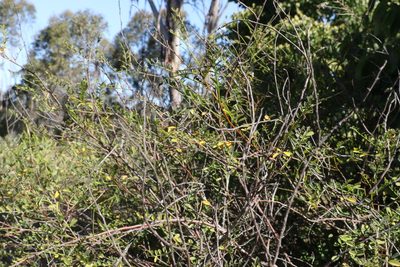 Indigofera brevidens, photographed by Greg Tasney