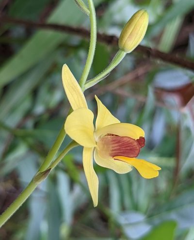 Spathoglottis pubescens, photographed by portioid