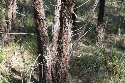 Allocasuarina inophloia, photographed by Greg Tasney