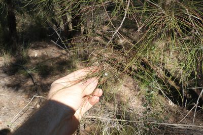 Allocasuarina inophloia, photographed by Greg Tasney