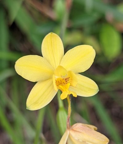Spathoglottis pubescens, photographed by portioid