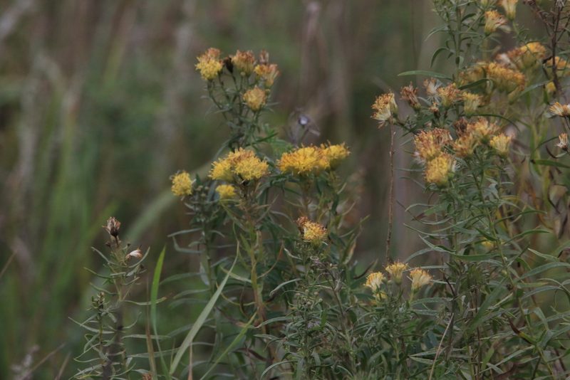 Galatella biflora, photographed by Нурхайдарова Татьяна