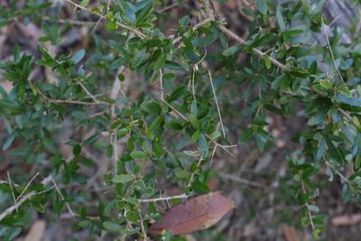 Pittosporum viscidum, photographed by Greg Tasney