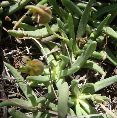 Hereroa glenensis, photographed by Nicola van Berkel