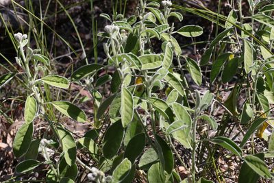 Isotropis foliosa, photographed by Greg Tasney