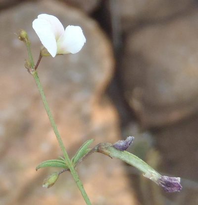 Tephrosia multijuga, photographed by Nicola van Berkel