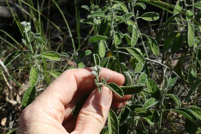 Isotropis foliosa, photographed by Greg Tasney