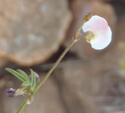 Tephrosia multijuga, photographed by Nicola van Berkel