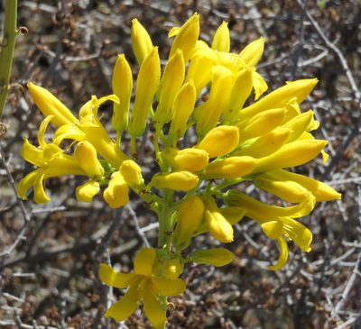 Tylecodon cacalioides, photographed by Nicola van Berkel