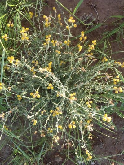 Helichrysum dregeanum, photographed by Nicola van Berkel