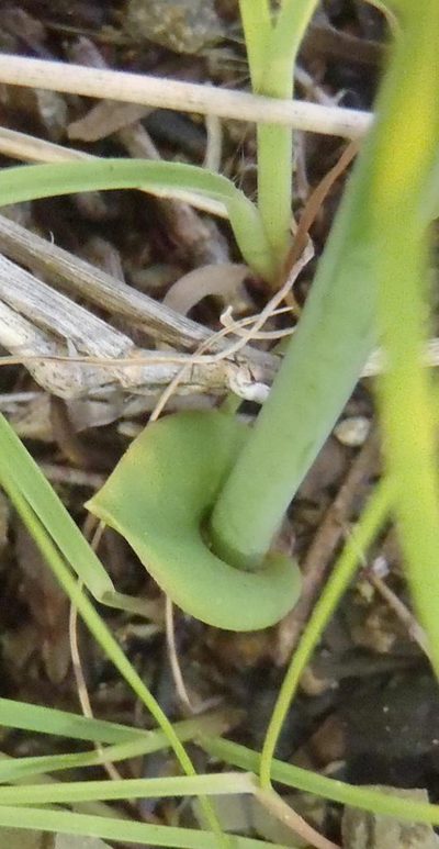 Eriospermum porphyrium, photographed by Nicola van Berkel