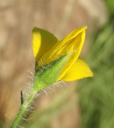 Argyrolobium pauciflorum, photographed by Nicola van Berkel
