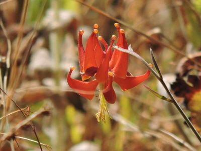 Aquilegia eximia, photographed by Alex