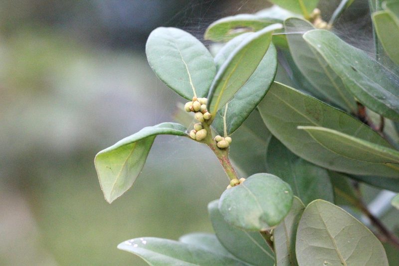 Litsea rotundifolia, photographed by Agnes Trekker