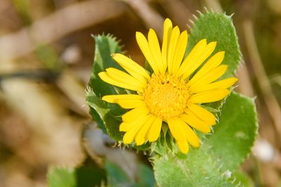 Grindelia ciliata, photographed by Jay Pruett