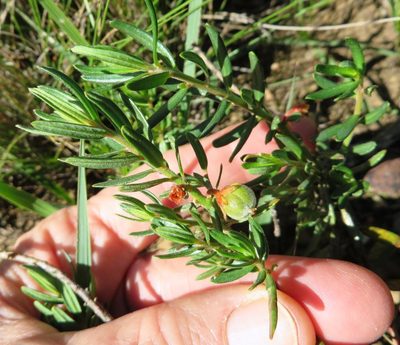 Clutia pubescens, photographed by linkie