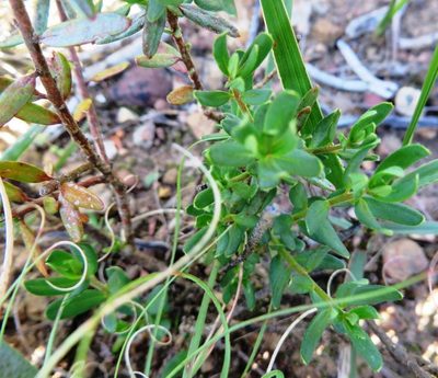 Clutia pubescens, photographed by linkie