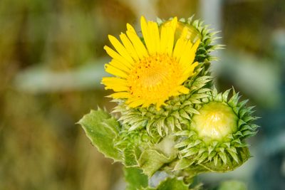 Grindelia ciliata, photographed by Jay Pruett