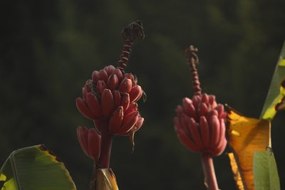 Musa velutina, photographed by Ruth Gutiérrez Oliveros