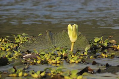 Nymphaea lotus, photographed by Ruth Gutiérrez Oliveros