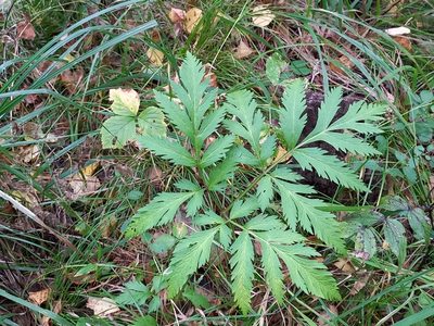 Pleurospermum uralense, photographed by Alexander Dubynin