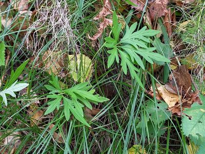 Aconitum volubile