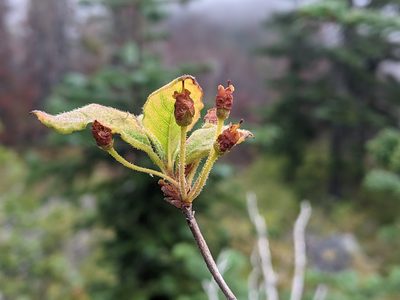 Rhododendron menziesii, photographed by David Anderson