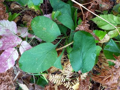 Bupleurum aureum, photographed by Alexander Dubynin