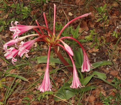 Crinum stuhlmannii, photographed by Robert Taylor