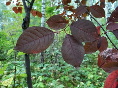 Sorbaronia × fallax, photographed by Alexander Dubynin