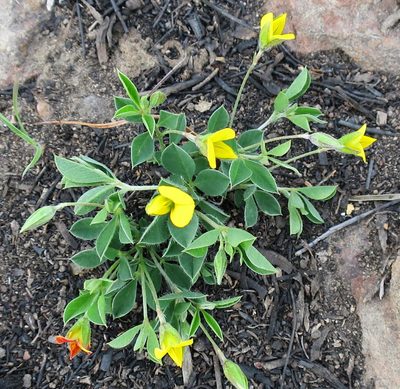 Argyrolobium molle, photographed by Di Turner