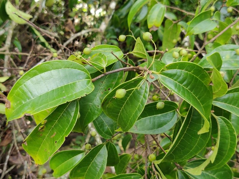 Celtis timorensis, photographed by T R Shankar Raman
