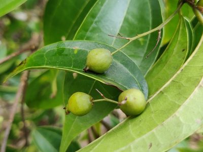 Celtis timorensis, photographed by T R Shankar Raman