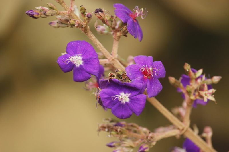 Pleroma heteromallum, photographed by Ruth Gutiérrez Oliveros