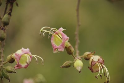 Nicotiana tomentosa, photographed by Ruth Gutiérrez Oliveros