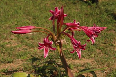 Crinum stuhlmannii, photographed by Robert Taylor
