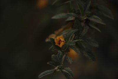 Sida poeppigiana, photographed by Ruth Gutiérrez Oliveros