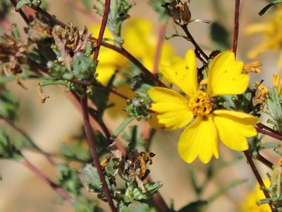 Calycadenia truncata, photographed by Alex