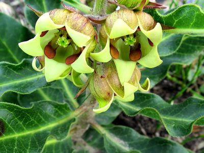 Pachycarpus dealbatus, photographed by Di Turner