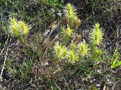 Phylica velutina, photographed by Di Turner