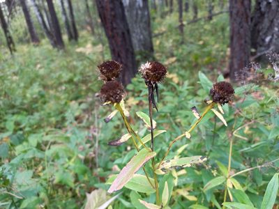 Pentanema salicinum, photographed by Alexander Dubynin