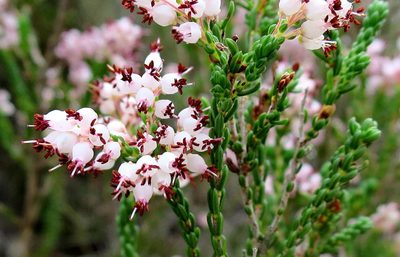 Erica oresbia, photographed by Di Turner