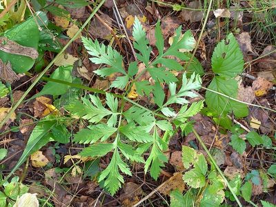 Pleurospermum uralense, photographed by Alexander Dubynin