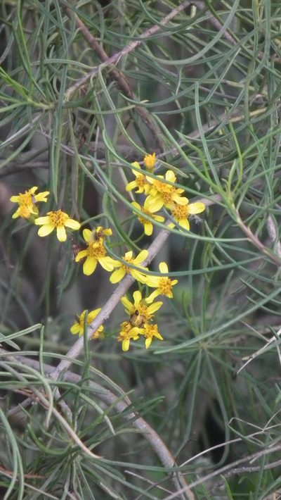 Senecio linifolius, photographed by Shaun Swanepoel