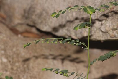 Phyllanthus loandensis, photographed by Robert Taylor