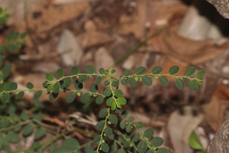 Phyllanthus loandensis, photographed by Robert Taylor